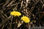 Photo: Tussilago farfara 15.