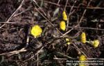 Photo: Tussilago farfara 6.