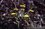 Photo: Tussilago farfara 7.