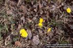 Photo: Tussilago farfara.