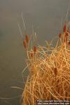 Photo: Typha laxmannii 1.