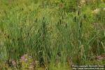 Photo: Typha latifolia 7.