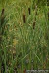 Photo: Typha latifolia 8.