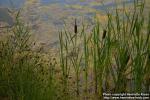 Photo: Typha latifolia 9.