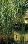 Photo: Typha angustifolia.