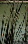 Photo: Typha latifolia 5.