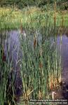 Photo: Typha angustifolia 1.