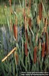 Photo: Typha angustifolia 2.