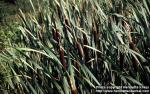 Photo: Typha latifolia 6.