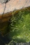 Photo: Ulva intestinalis 1.