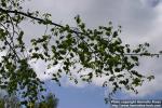 Photo: Ulmus glabra 7.