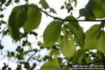 Photo: Ulmus glabra 8.