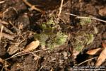 Photo: Urtica dioica 25.