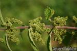 Photo: Urtica dioica 35.