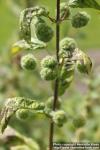 Photo: Urtica pilulifera 03.