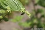 Photo: Urtica pilulifera 05.