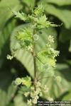 Photo: Urtica pilulifera 09.