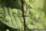 Photo: Urtica pilulifera 10.