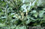 Photo: Urtica cannabina 1.