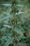 Photo: Urtica dioica 10.