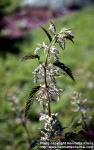 Photo: Urtica dioica sond 1.