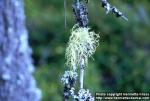 Photo: Usnea filipendula.