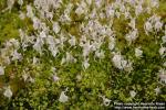 Photo: Utricularia sandersonii.