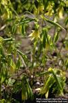 Photo: Uvularia grandiflora.