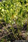 Photo: Uvularia grandiflora 1.