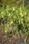 Photo: Uvularia grandiflora 2.