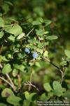 Photo: Vaccinium uliginosum 6.