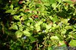 Photo: Vaccinium myrtillus 6.