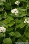 Photo: Valeriana alliariifolia 2.