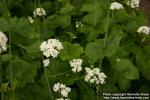 Photo: Valeriana alliariifolia 4.