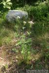 Photo: Valeriana officinalis 7.