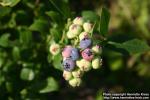 Photo: Vaccinium corymbosum 1.