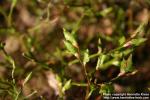 Photo: Vaccinium myrtillus 14.