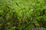 Photo: Vaccinium myrtillus 17.