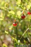 Photo: Vaccinium myrtillus 22.