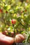 Photo: Vaccinium myrtillus 23.