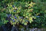 Photo: Vaccinium myrtillus 3.