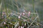 Photo: Vaccinium oxycoccos 1.