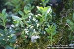 Photo: Vaccinium vitis idaea 1.