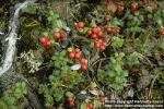 Photo: Vaccinium vitis idaea.