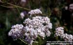 Photo: Valeriana officinalis 3.