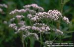 Photo: Valeriana sambucifolia 1.