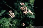 Photo: Valeriana sambucifolia 2.