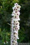 Photo: Verbascum chaixii 3.