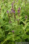 Photo: Verbena macdougalii 1.