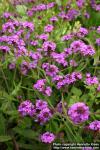 Photo: Verbena rigida.